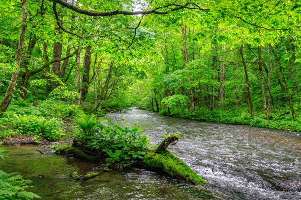 istock Serene Stream Winding Through Lush Forest, Oirase River, Aomori, Japan 2166532051