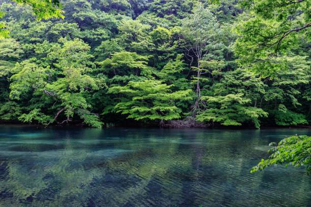istock Emerald Reflections in Oirase River's Verdant Embrace 2166532229