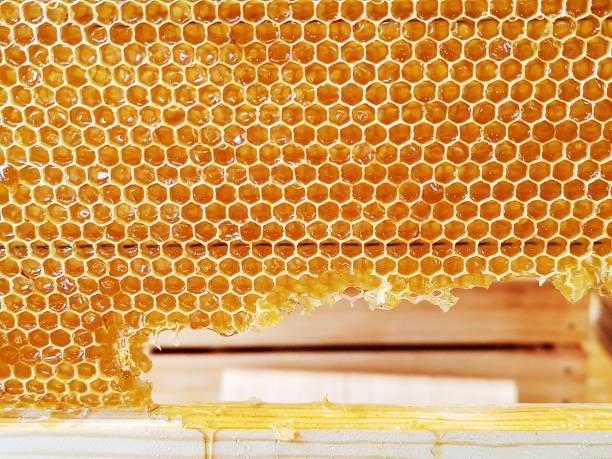 istock Edible hexagonal honeycombs filled with golden nectar 2166532929