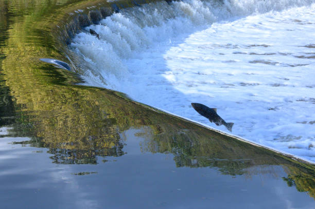 istock Salmon Run on the Humber River at Old Mill Park in Canada 2166535478