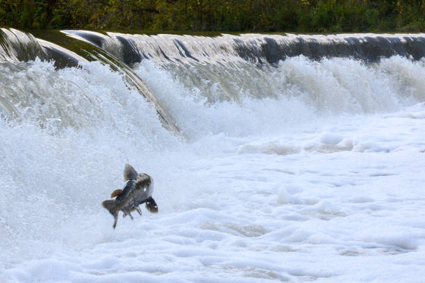 istock Salmon Run on the Humber River at Old Mill Park in Canada 2166535481