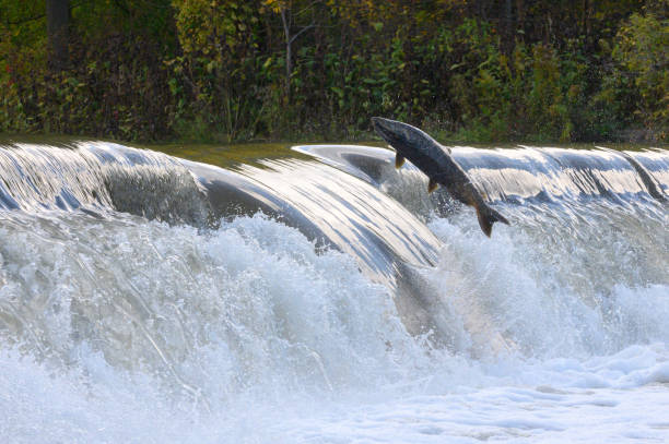 Salmon Run on the Humber River at Old Mill Park in Canada