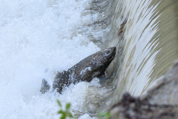istock Salmon Run on the Humber River at Old Mill Park in Canada 2166535484