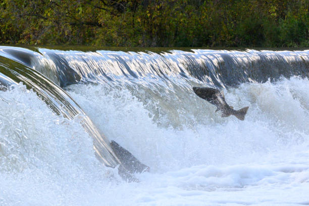 istock Salmon Run on the Humber River at Old Mill Park in Canada 2166535493