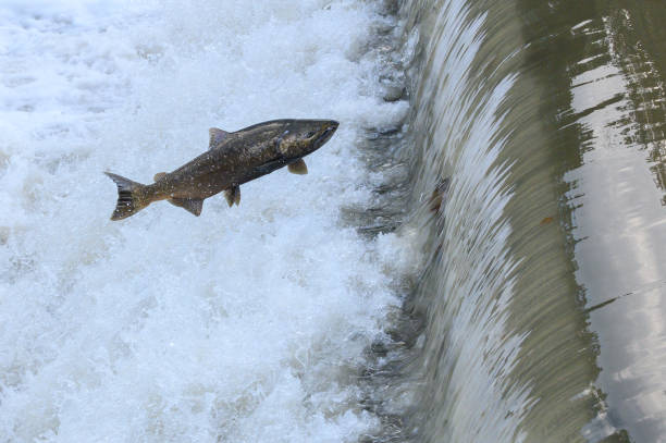 istock Salmon Run on the Humber River at Old Mill Park in Canada 2166535495