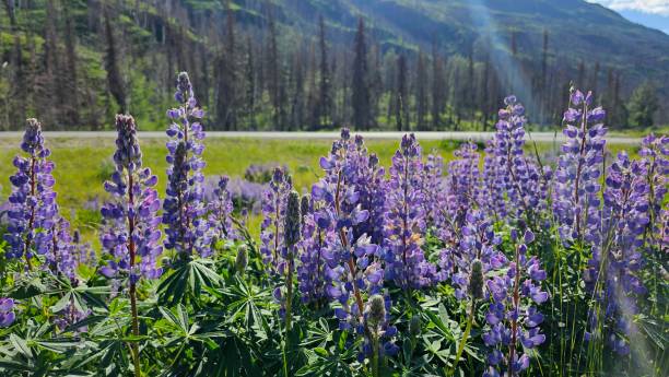 istock Purple Lupines of Alaska 2166535575