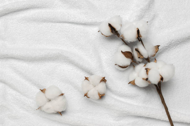 istock Cotton Bolls on White Background: Natural Textile Fiber Plant 2166536629
