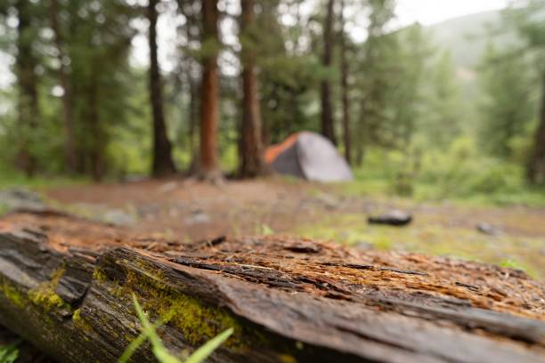 Empty surface in forest on background of hiking tent