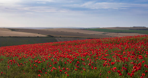 istock Woodingdean Poppies South Downs 2166551035