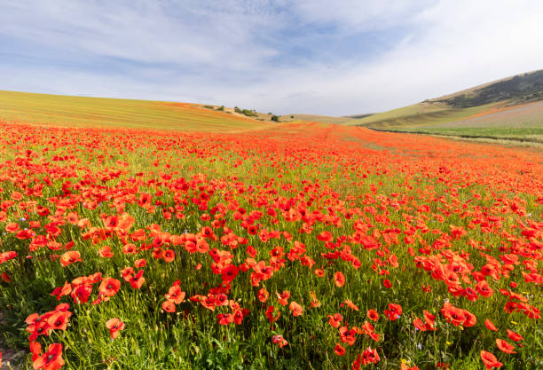 istock Woodingdean Poppies South Downs 2166551079