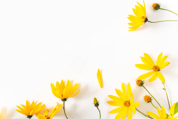 istock Flowers composition. Yellow flowers on white background. Spring, summer, autumn concept. Fall shopping, promotion, discount. Flat lay, top view, copy space. 2166551788
