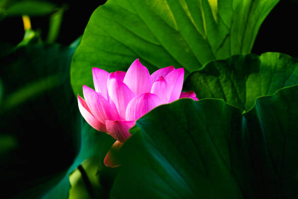 istock Chinese beauty: Pink lotus in sunlight with green leaf 2166553040