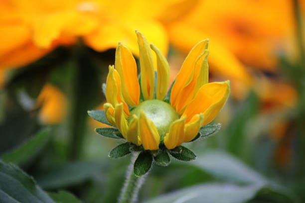 A funny looking yellow rubeckia flower
