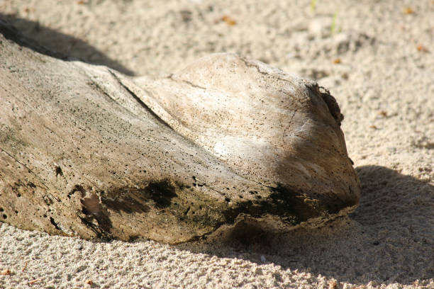 the stump of a tree as an ecological part in nature
