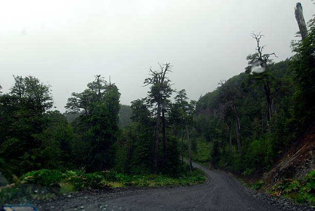 wood and trees in patagonia chile