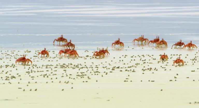 Sally lightfoot crabs walking and feeding on sandy beaches of Galapagos Islands.