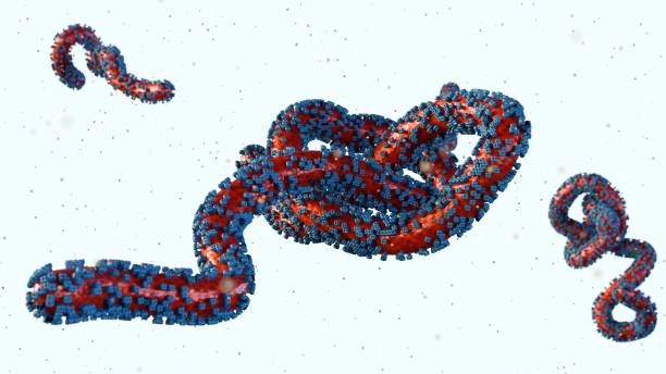 istock 3D rendering of scattered Marburg virus particles 2166556744