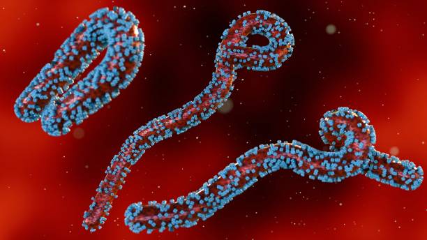 istock 3D rendering of scattered Marburg virus particles 2166556746