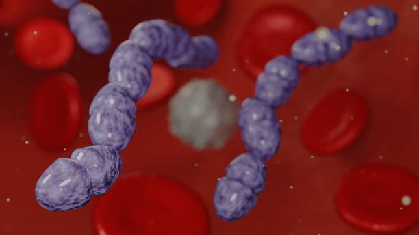 3d rendering of Streptococcal bacteria inside of blood vessel 3d rendering of Streptococcal bacteria inside of blood vessel, these can manage to enter the bloodstream, leading to a potentially life-threatening condition called sepsis. fournier gangrene stock pictures, royalty-free photos & images
