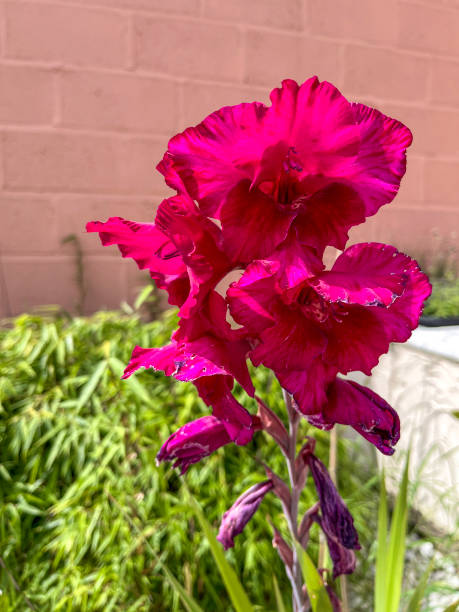 istock Red coloured gladiolus in back yard 2166559809