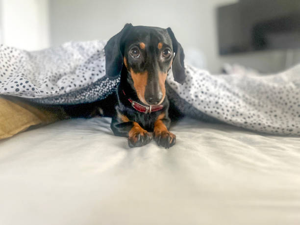 istock Dachshund wrapped in bed blanket 2166560118
