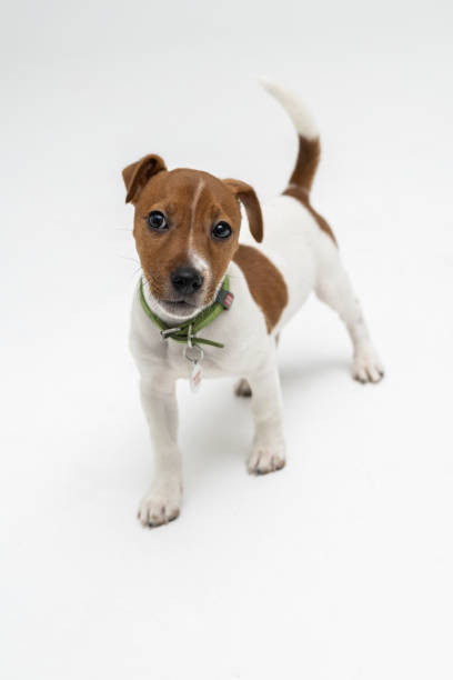 istock Puppy Jack russel terrier dog two months old, isolated on white 2166561106