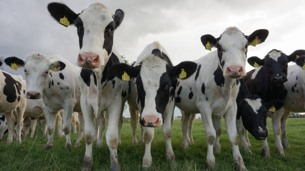 istock Curious Holstein Friesian cattle cows staring into camera 2166561998
