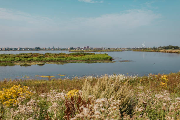 Birdwatching wetlands in the Netherlands