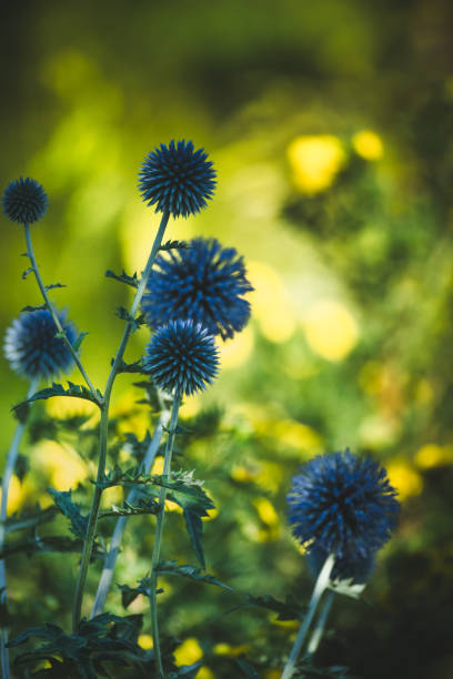 istock Garden summer theme - Globe thistle Echinops ritro amazing blue flowers Floral Pattern for Nature-Themed Decoration, Vibrant blue balls for Garden-Inspired Wallpaper or Desktop Background 2166570242