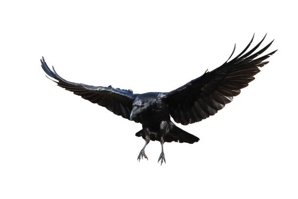 istock Birds flying raven isolated on white background Corvus corax. Halloween 2166570291