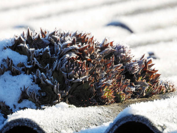 plants covered with snow