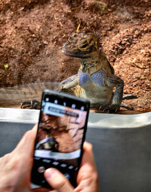 istock Iguana photographed by a mobil phone 2166574636