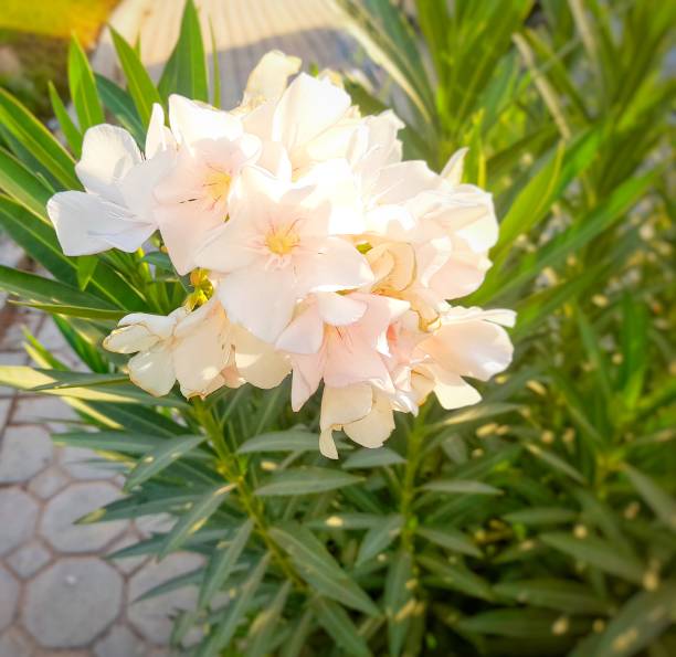 Close up of a butter flower tree or Nerium oleander (Latin) blooming in summer