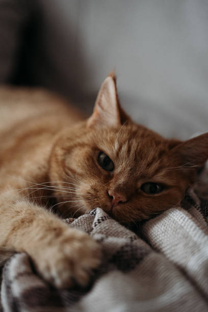 istock Red cat lying on sofa at home cozy and funny close up 2166576864