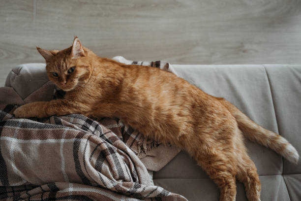 Red cat lying on sofa at home cozy and funny close up, top view