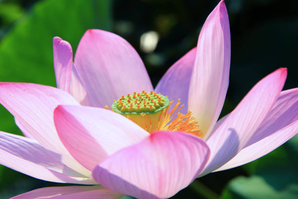 istock Lotus flower Close up 2166577033
