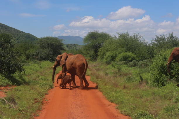 istock elephant crossing path with baby in Tsavo East 2166580857