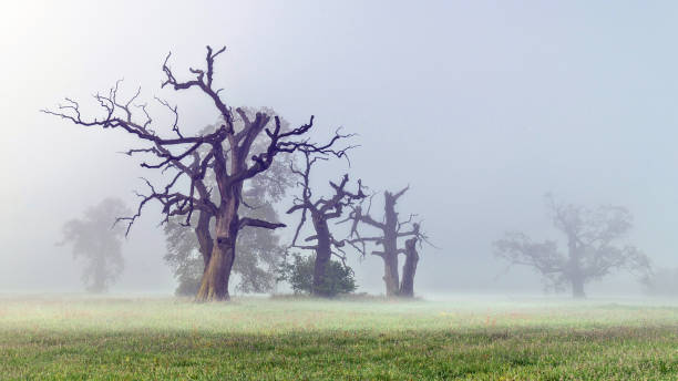 istock Landscape in the park. Old trees. 2166581330
