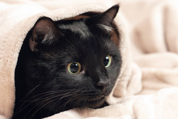 istock Portrait of a black cat peeking out from under a blanket during a cold snap 2166582111