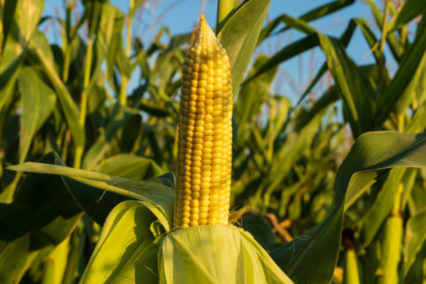 istock A ripe ear of corn grows in a field at sunset 2166582400