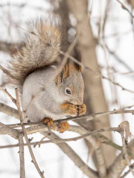 istock The squirrel with nut sits on tree in the winter or late autumn. 2166583607