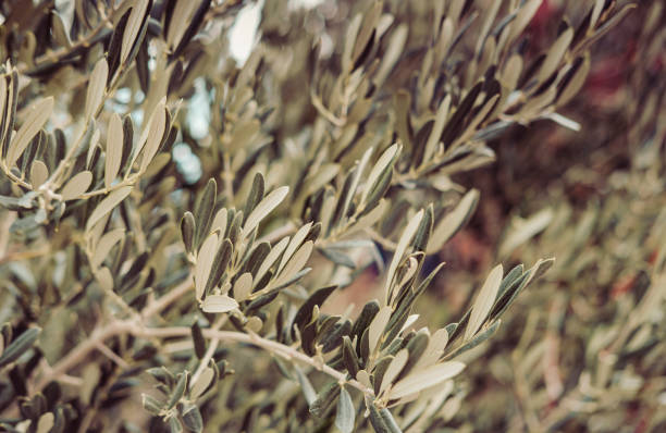 olive tree branches, leaves, organic natural view