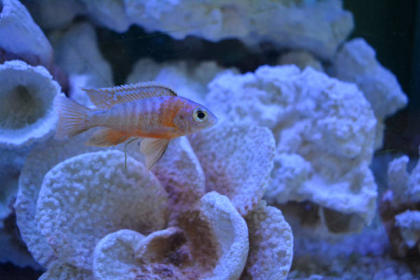 Beautiful fish are fish raised in a tank.