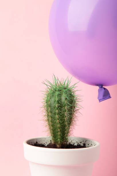 istock Purple balloon and cactus on pink background 2166585213