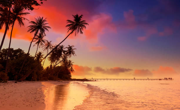 istock Summer with sunset scene with  palm trees background as texture frame background 2166585426