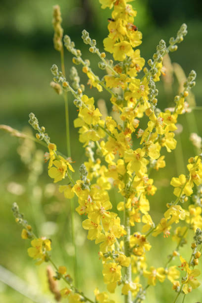 istock mullein flowers as very nice medical background 2166585659