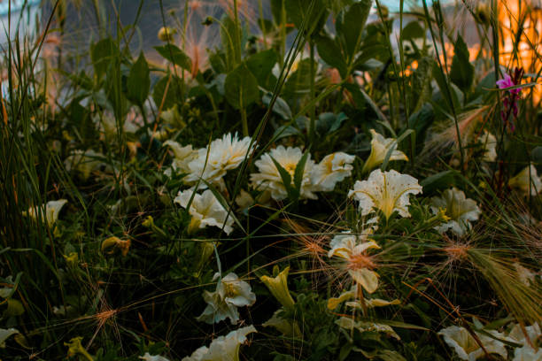 Garden flowers