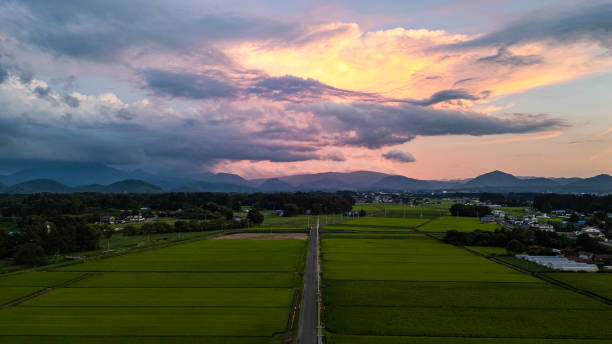 Rice field scenery in the evening.