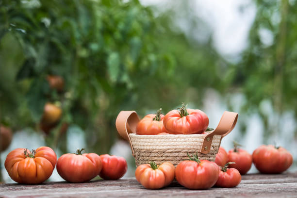 istock Vegetables, Tomatoes,  on desk in garden 2166588372