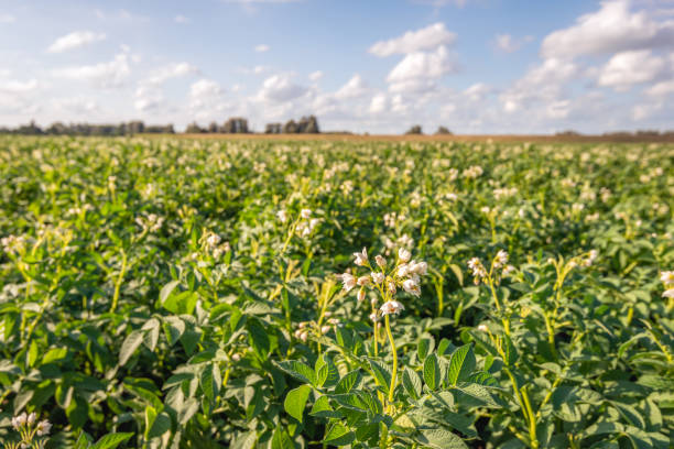 istock Potato plants almost finished blooming 2166588466